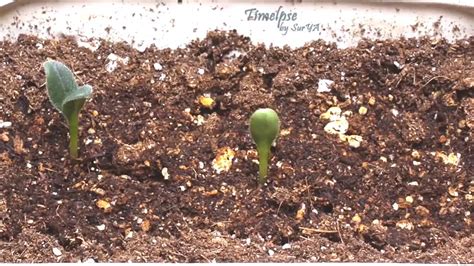 Watermelon Growing Time Lapse Watermelon Plant Time Lapse Seed To Plant Timelapse Youtube