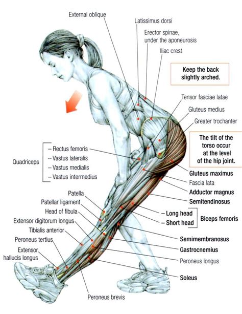 Hamstrings Stretch Health And Fitness Pinterest Stretches