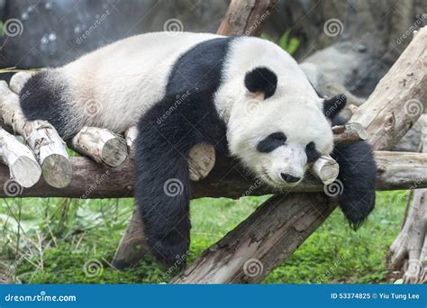 Panda bear stock image. Image of relax, animal, habitat - 53374825