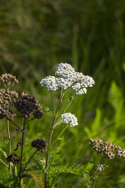 Achillea Millefolium Dziki Kwiat Darmowe Zdj Cie Na Pixabay Pixabay