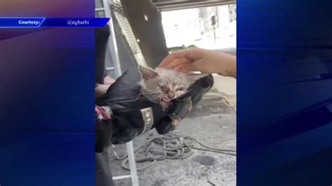 Miami Firefighters Rescue Kitten Trapped Inside Tube Under I 95 Wsvn 7news Miami News