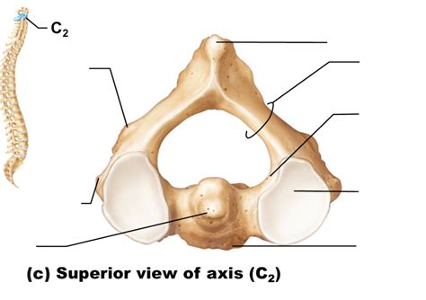 Superior View Of Axis C2 Pt 4 Diagram Quizlet