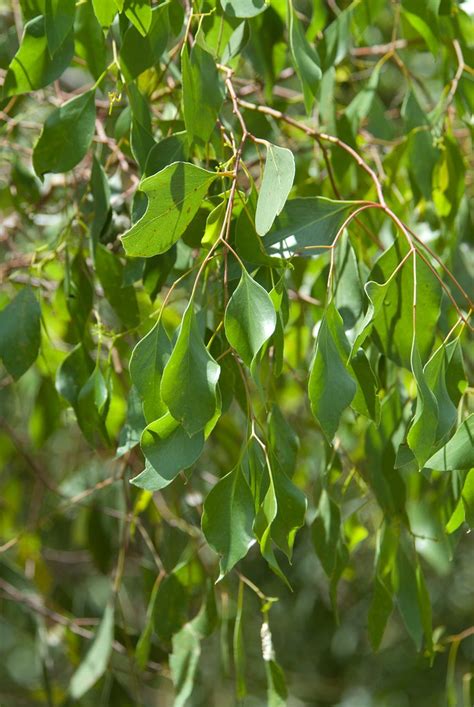 Eucalyptus Populnea Bimble Box Poplar Box Nsw Ql Aus Flickr