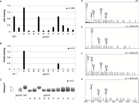 Core Fucosylation Of Omega 1 N Glycans By Fucosyltransferases Of S Download Scientific Diagram