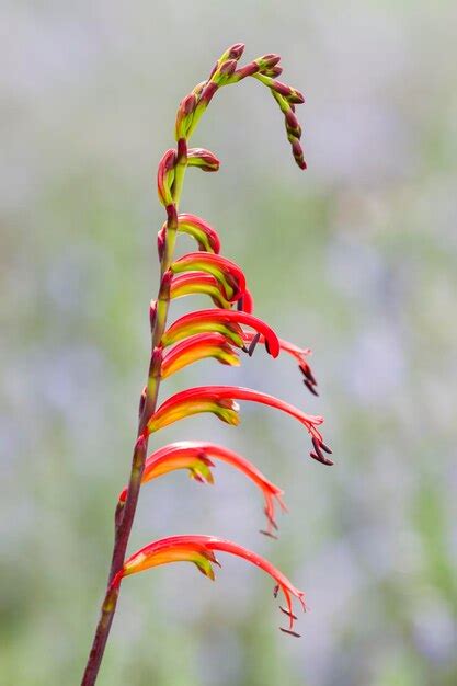 Espigas de flores rojas y amarillas en plena floración Foto Premium