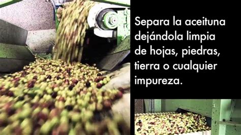 Limpieza Y Procesado De Aceitunas Industrias Garriga Youtube