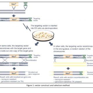 (PDF) KNOCKOUT MOUSE MODELS FOR HUMAN DISEASES