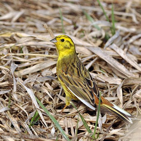 Emberiza citrinella Strnad obecný Gulspurv Geelgors Kelt Zigolo giallo