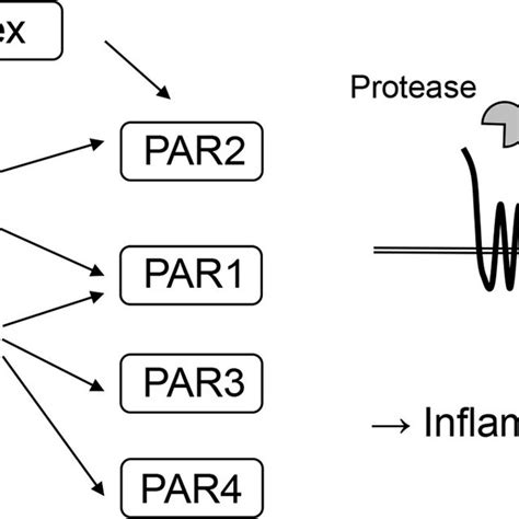 Relationship Between Coagulation Factors And Protease Activated