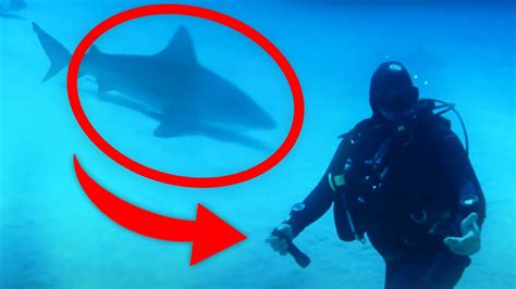 Bull Shark Encounters You Really Shouldn T Watch Youtube