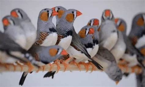 Panduan Lengkap Cara Budidaya Burung Zebra Finch Atau Pipit Zebra Bagi