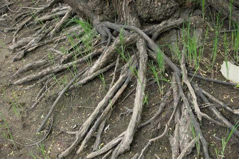 Dealing With Exposed Tree Roots Thriftyfun