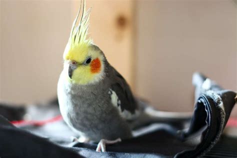 Cockatiel Care 101: How to Keep Your Feathered Friend Thriving – Pet Newb