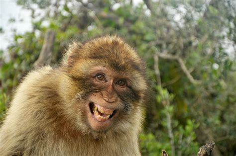 Best Laughing Monkey Stock Photos, Pictures & Royalty-Free Images - iStock