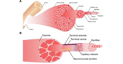 (A) The anatomy of skeletal muscle [59]. Skeletal muscle consists of ...