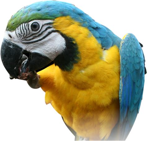 Macaw Parrot Transparent Images