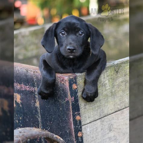 Catahoula Leopard Dog Puppies for Sale | Lancaster Puppies