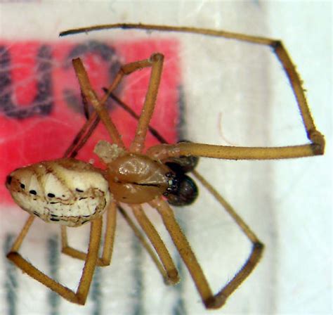 Western Black Widow Latrodectus Hesperus Bugguidenet