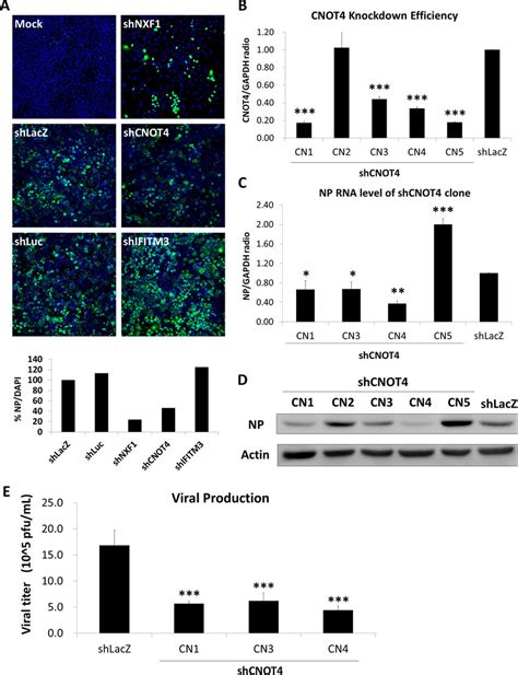 Knockdown Of CNOT4 Inhibits IAV Replication A Immunofluorescence