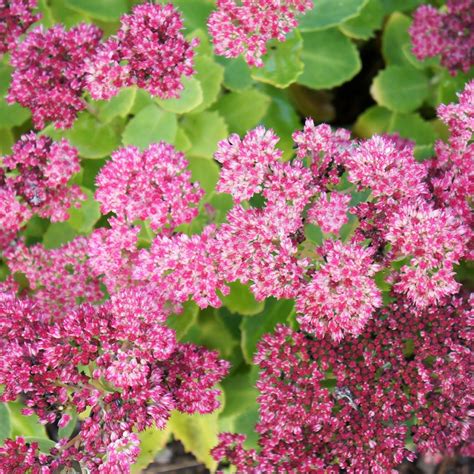 Sedum spectabile Brilliant Orpin Vivace d automne à fleurs roses