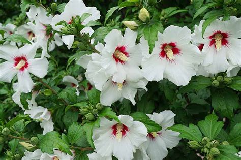 Of The Best Hibiscus Varieties Gardener S Path