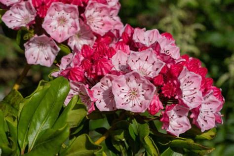 14 Mind Blowing Dwarf Evergreen Shrubs For Full Sun