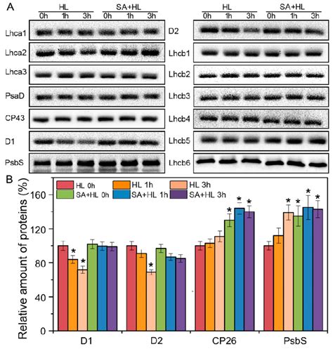 Immunoblot analyses of thylakoid proteins obtained from Arabidopsis... | Download Scientific Diagram