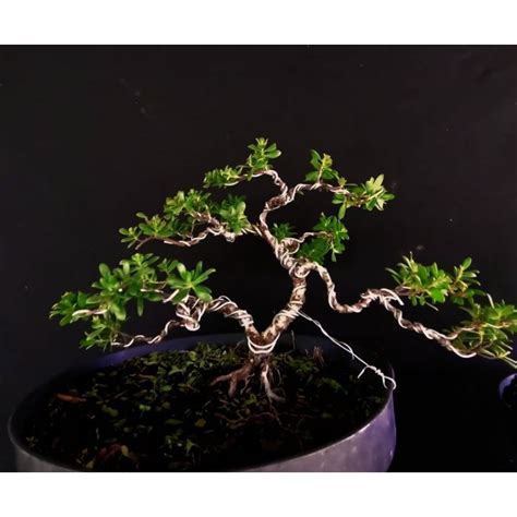 Jual Bonsai Santigi Mame Siap Pajang Shopee Indonesia