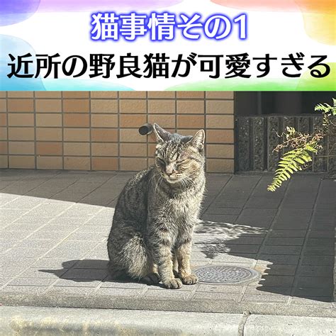 兎にも角にも猫が飼いたい