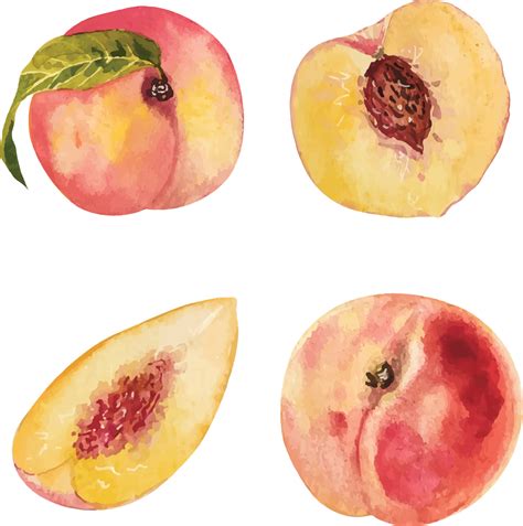 Watercolor Peach Slices 12463302 Vector Art At Vecteezy