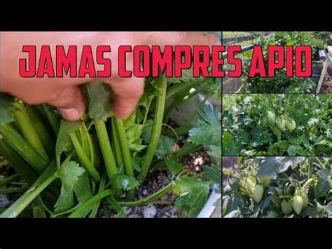 Cultivo De APIO En Sustrato Inerte Combinado Con Tomate YouTube