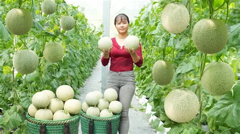 Harvesting Melon Goes To Countryside Market Sell Take Care Of Piglets