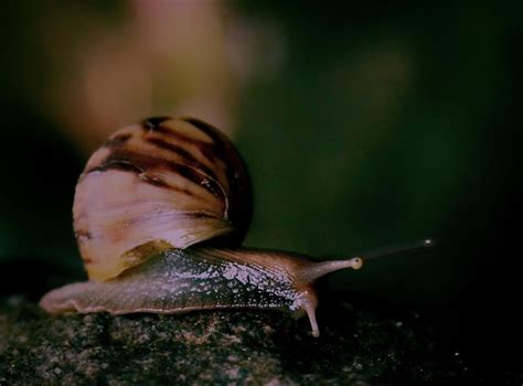 Premium Photo | Close-up of snail