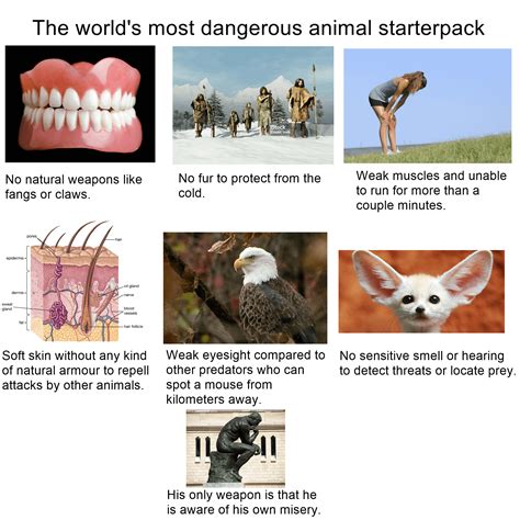 The world's most dangerous animal starterpack : r/starterpacks