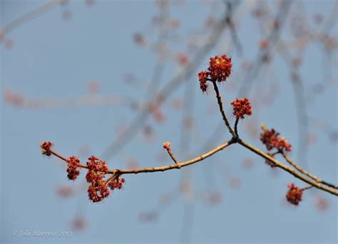 Spring Promise In Laurentides Quebec Canada