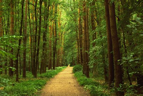 Waldweg Als Fotoprodukt Bestellen Fototapetech