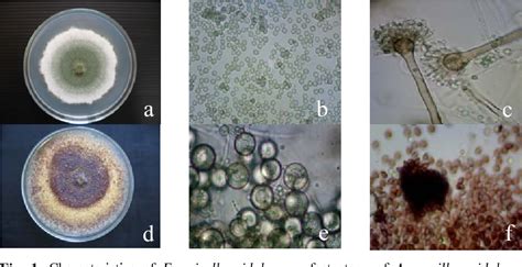 Figure 1 From In Vitro Biological Activities Of Emericella Nidulans