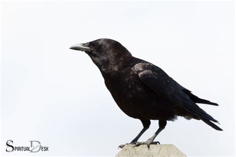 What Is The Spiritual Meaning Of Seeing A Crow? Growth!