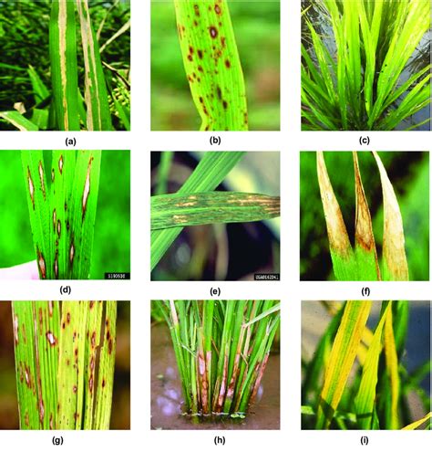 Rice Leaf Diseases A Bacterial Leaf Blight B Brown Spot C Hispa