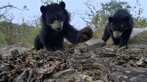 THE WILD ANDES - Smithsonian Channel