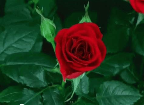 Tkm GIF - Tkm - Discover & Share GIFs