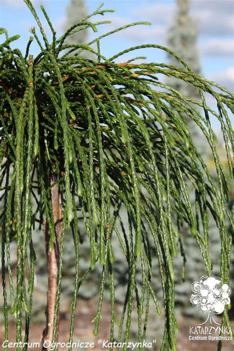 Żywotnik WHIPCORD szczepiony na pniu PA tuja thuja 10518762325