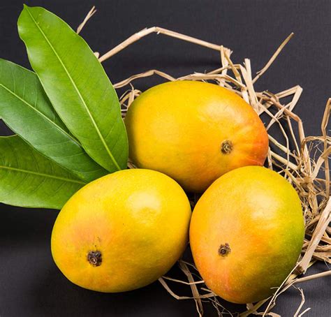 Fresh Alphonso Mangoes Anish Farms