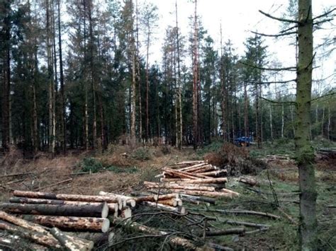 GÓRA Wielka wycinka drzew w pobliżu Góry Walczą z kornikiem drukarzem