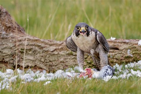 Peregrine Falcon Eating Pigeon Kevin Pigney Flickr