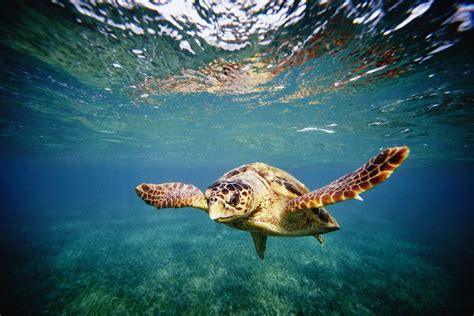 With Humans Stuck Indoors, Endangered Hawksbill Turtles Hatch On ...
