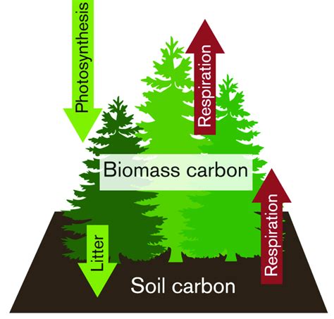 1. The carbon cycle in a forest. Green arrows show processes in which... | Download Scientific ...