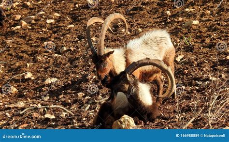 Wildlife Of Israel Animals Goats They Feel Great Stock Image Image