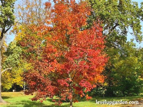 Ultimate Guide To Northern Red Oak Tree Quercus Rubra