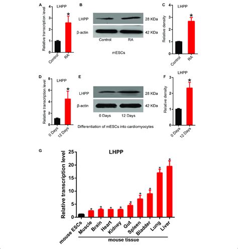 Up Regulation Of Lhpp Expression During Mes Cell Differentiation